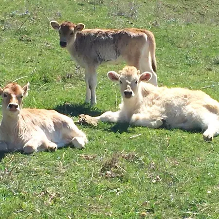 Luxury On Mountain With Great View