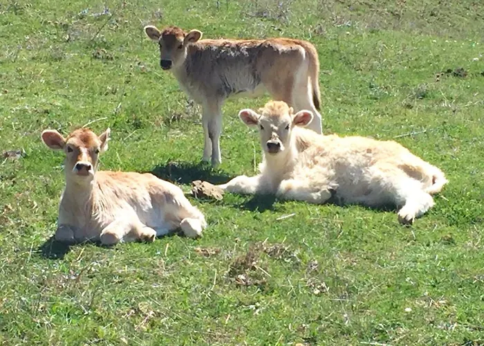Luxury On Mountain With Great View
