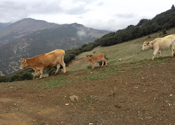 Luxury Chalet Villa On Mountain Top In Kalavryta With Amazing View شاليه