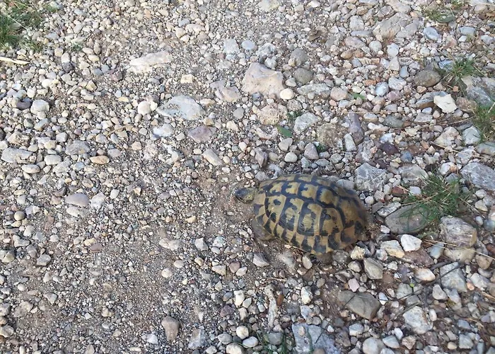 Alpstuga Luxury On Mountain With Great View